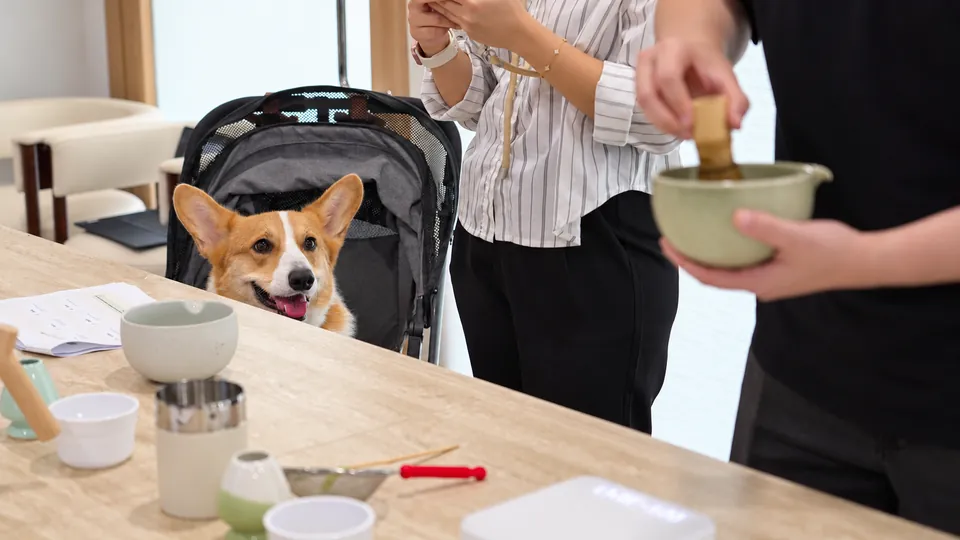 A corgi joins a matcha workshop while a participant whisks tea
